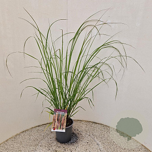 Pennisetum al. 'Redhead' 60-70 cm 2,5L