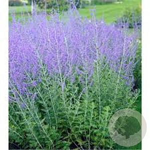 Perovskia 'Blue Spire' 30-40 cm 2,5L