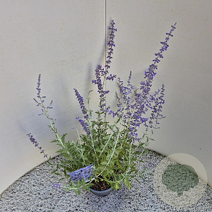 Perovskia 'Blue Spire' 30-40 cm 2,5L