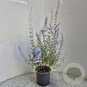 Perovskia 'Blue Spire' 30-40 cm 2,5L