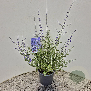 Perovskia 'Blue Spire' 40-50 cm 2,5L