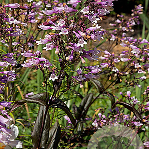 Penstemon 'Dark Towers' GM P9
