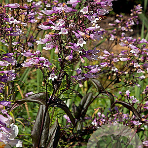 Penstemon 'Dark Towers' GM P9