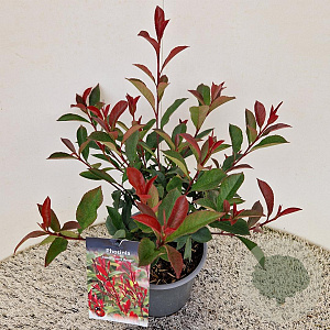 Photinia fraseri Carré Rouge 50-55 cm 3,0L
