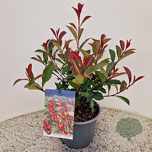 Photinia fraseri Carré Rouge 50-55 cm 3,0L
