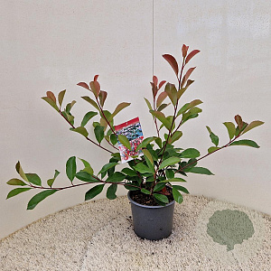 Photinia fraseri 'Red Robin' 50-60 cm 3,0L
