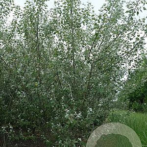 Populus alba 300-350 cm draadkluit meerstammig