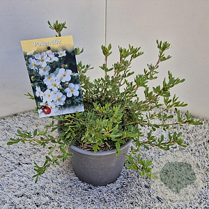 Potentilla f. 'Abbotswood' 25 cm 2,5L