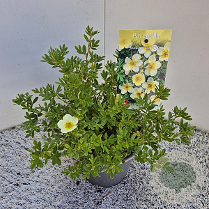 Potentilla f. 'Limelight' 25 cm 2,5L