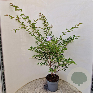 Prunus 'The Bride' 100-120 cm 7,5L