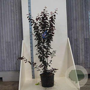 Prunus cer. 'Nigra' 150-175 cm 20L meerstammig