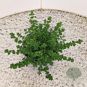 Prostanthera cuneata 15-20 cm C1.5
