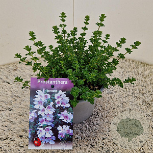 Prostanthera cuneata 15-20 cm C1.5