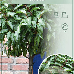 Prunus l. 'Angustifolia' 120 cm stam 10L