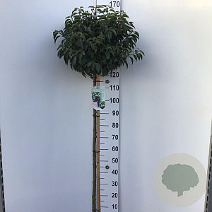 Prunus l. 'Angustifolia' 120 cm stam 10L