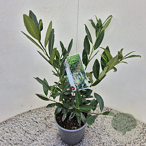 Prunus l. 'Otto Luyken' 25-30 cm 2,5L
