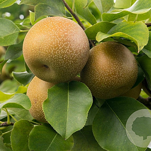 Pyrus pyrifolia 'Hayatama' 8-10 HO draadkluit