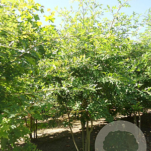 Quercus palustris 250-300 cm draadkluit meerstammig 350-400 diameter