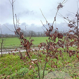 Quercus petraea 200-250 cm draadkluit meerstammig 160-180 cm diameter