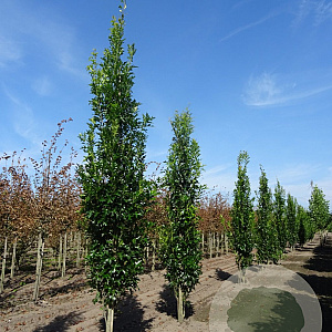 Quercus pal. Green Pillar 20-25 HO draadkluit