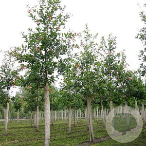Quercus rysophylla 'Maya' 12-14 HO draadkluit