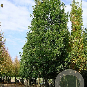 Quercus turneri 'Pseudoturneri' 8-10 HO draadkluit geveerd