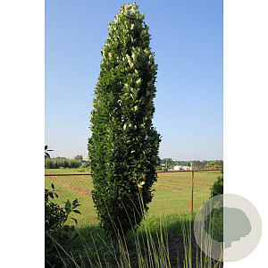 Quercus warei 'Nadler' 6-8 HO draadkluit geveerd