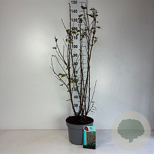 Ribes sang. 'King Edward VII' 80-100 cm 10L