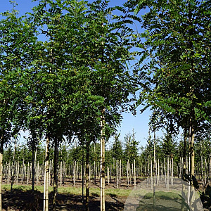 Robinia ps. 'Nyirségí' 16-18 HO draadkluit