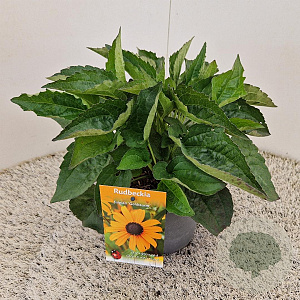 Rudbeckia f. 'Goldsturm' 25-30 cm 2,5L