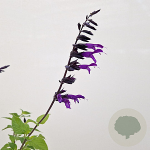 Salvia 'Amistad' 30-40 cm 2,5L