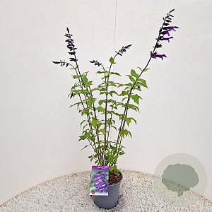 Salvia 'Amistad' 30-40 cm 2,5L