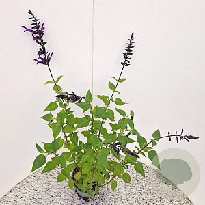 Salvia 'Amistad' 30-40 cm 2,5L