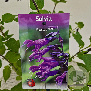 Salvia 'Amistad' 30-40 cm 2,5L