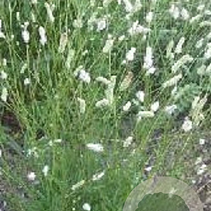 Sanguisorba 'Burr Blanc' GM P9