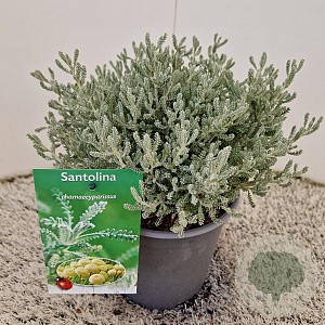 Santolina chamaecyparissus 20-25 cm 2,5L