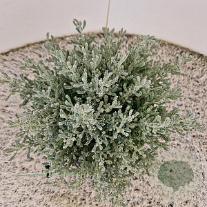 Santolina chamaecyparissus 20-25 cm 2,5L