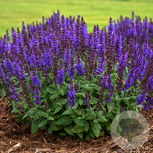Salvia nem. 'Bumbleblue' GM P9