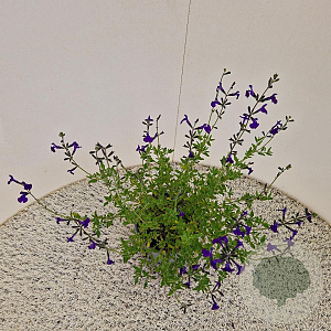 Salvia micr. 'Blue Monrovia' 30-40 cm 2,5L