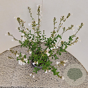 Salvia micr. 'Gletsjer' 30-40 cm 2,5L