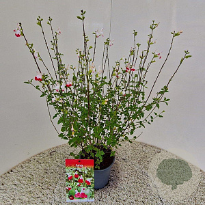 Salvia micr. 'Hot Lips' 30-40 cm 2,5L
