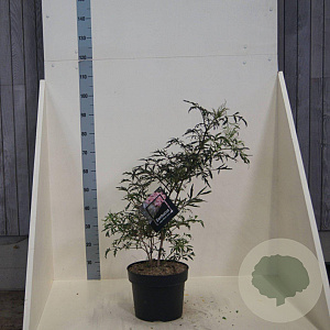 Sambucus nigra Black Lace 60-80 cm 10L meerstammig