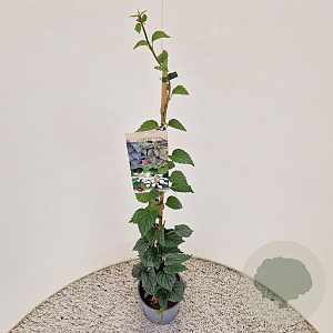 Schizophragma hydrangeoides 70-80 cm 2,5L