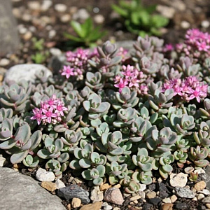 Sedum cyaneum 'Rosenteppich' GM P9
