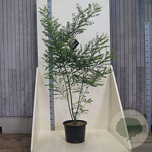 Styphnolobium japonicum 150-175 cm 20L meerstammig
