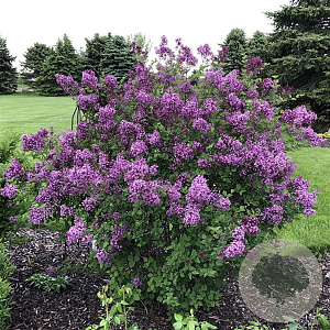 Syringa 'SMSJBP7' 80-100 cm met kluit