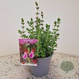 Teucrium lucidrys 20-25 cm C1.5