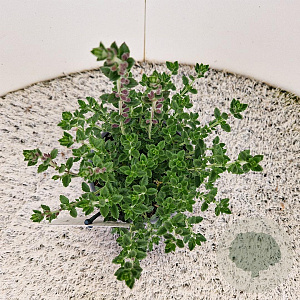 Teucrium lucidrys 20-25 cm C1.5