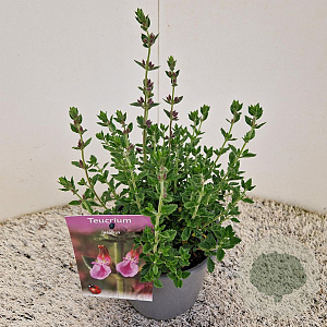 Teucrium lucidrys 20-25 cm C1.5