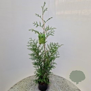 Thuja occ. 'Brabant' 80-100 cm 3,0L